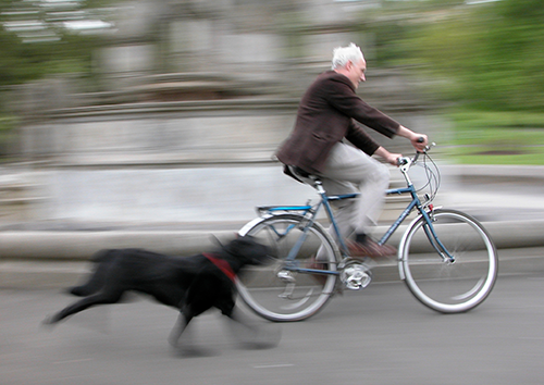 Ataque de cachorro na bicicleta